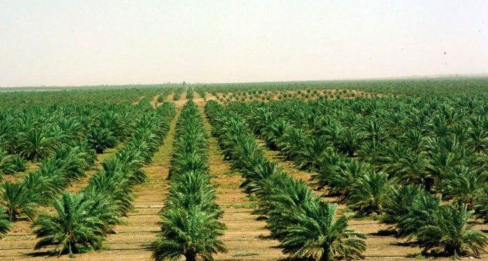 الأنبار.. تحديد المناطق الصحراوية الصالحة للزراعة والاستثمار