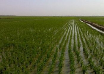 اقرار الخطة الزراعية للموسم الشتوي بـ 5.5 ملايين دونم