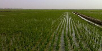 اقرار الخطة الزراعية للموسم الشتوي بـ 5.5 ملايين دونم