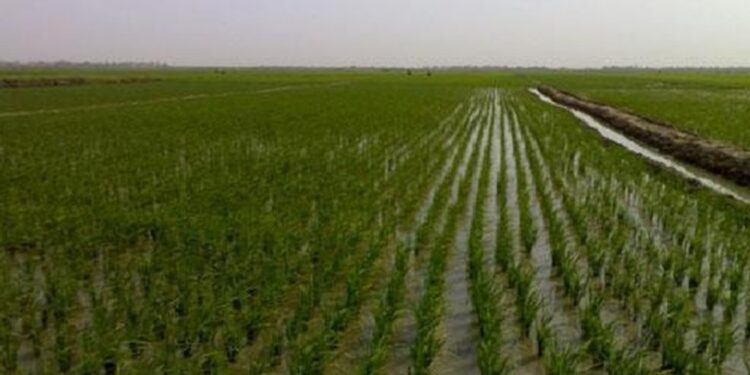 اقرار الخطة الزراعية للموسم الشتوي بـ 5.5 ملايين دونم