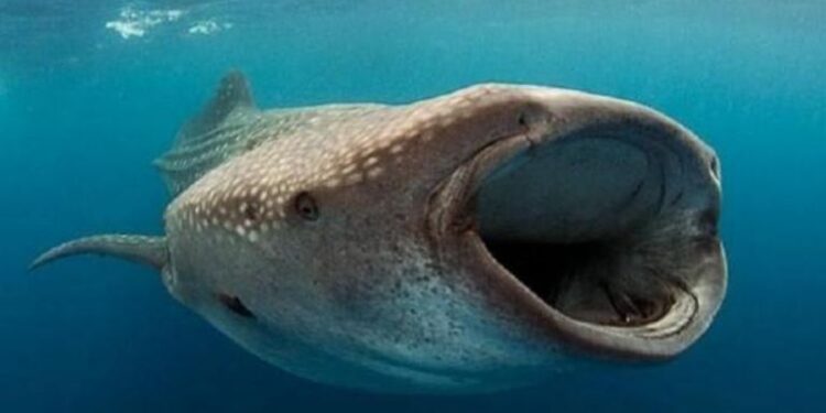 القرش بهلول يعاود الظهور في المياه المصرية
