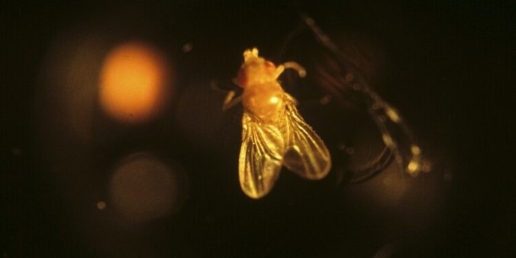 روسيا تخطــط لإرســال (1500 ذبابة) الـــى الفضاء