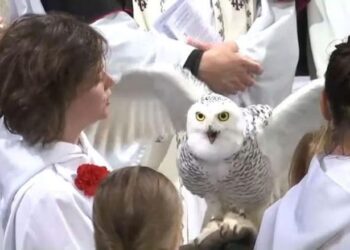 نيويورك ..  قداس  يباركون  لــ (إبل وبوم وكلاب وثعبان ضخم)