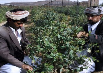 اليمن .. “منـــع القـــات” قرارات تتحدّى الثقافة الشعبية