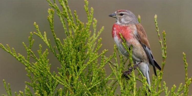 مميزات طائر التفاحي وأسمائه