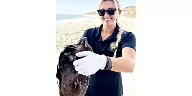 أمريكا .. اكتشــاف سمكة نادرة على احد الشواطىء