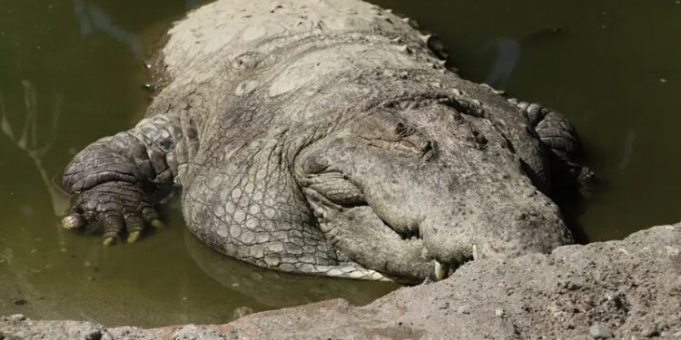 اكتشاف نوع جديد من تماسيـــح العصر الجليدي المنقرض