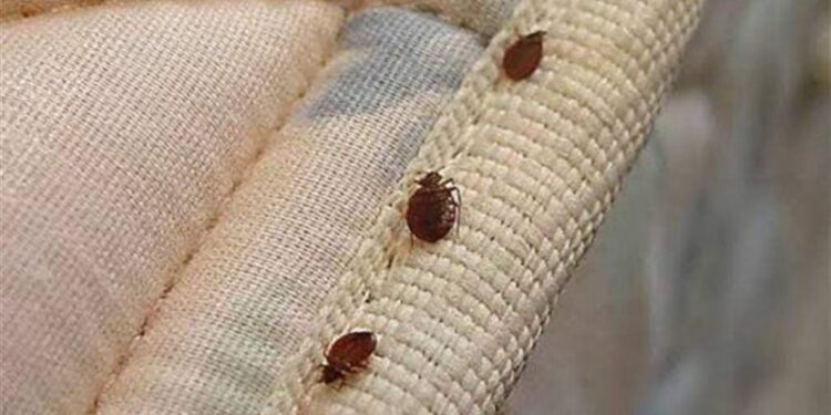 فرنسا .. قلق حكومي في من انتشــــار بق الفراش