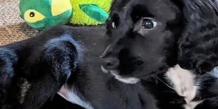 العثور على كلب بـ 6 أرجل