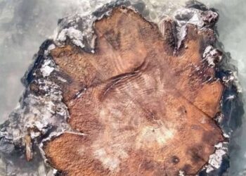 أشجار عمرها (14 ألف عام) تكشــف عن مفاجأة كونية هائلة