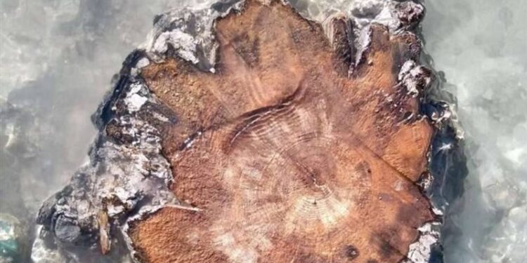 أشجار عمرها (14 ألف عام) تكشــف عن مفاجأة كونية هائلة