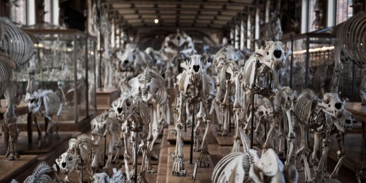 الإنسان البدائي كان “يـــأكل الأسد” ويستخدم جلده