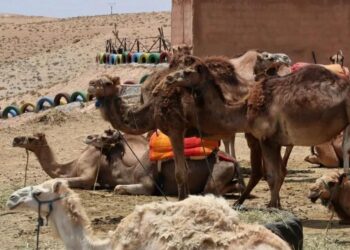 المغرب .. الخيمة الصحراوية في “سقف” التراث فوق الرؤوس
