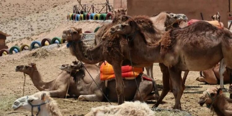 المغرب .. الخيمة الصحراوية في “سقف” التراث فوق الرؤوس