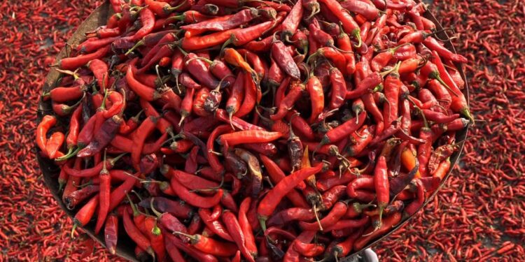 مذاق اللهب ورمز الغيظ والمكايدة … “الفلفل الأحمر”