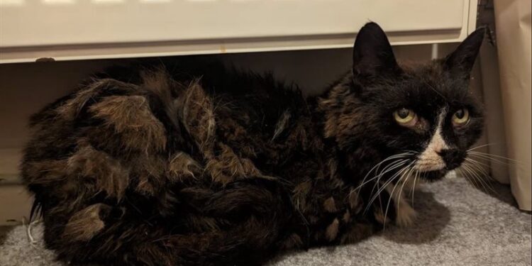 قطة ضائعة تعود إلى صاحبتها بأعجوبة بعد 11 عامًا