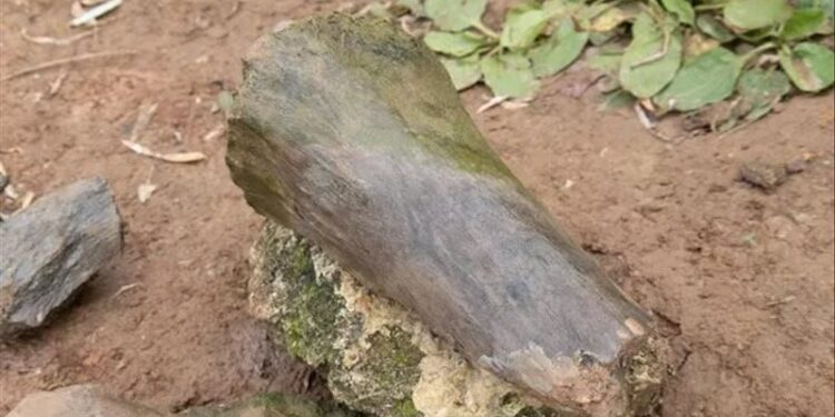 فتاة تكتشف “عظام الماموث والبيسون القديم” أثناء الصيد في روسيا