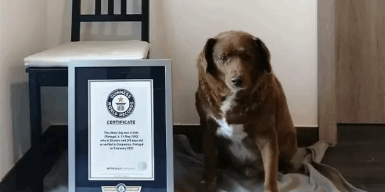 وفاة أكبر كلب معمر في العالم