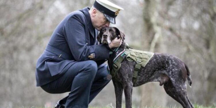 أشهر 5 كلاب نافست البشر على الألقاب