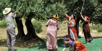 الجزائر .. الزيتون ذهبٌ أخضر و تحدّيات لتطوير المعاصر وتسويق الزيت عالمياً