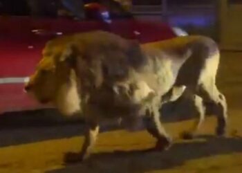 إيطاليا .. أسد هارب يتجول في مدينة ساحلية و يثير الذعر
