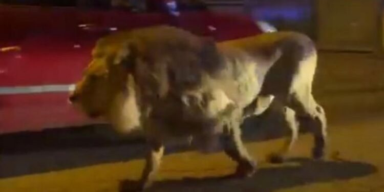 إيطاليا .. أسد هارب يتجول في مدينة ساحلية و يثير الذعر