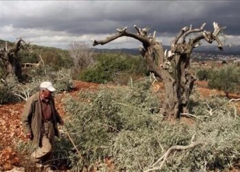 إسرائيل تقتــلـــع 70 شجرة زيتون عمرها أكثر من 100 سنة بالضفة الغربية