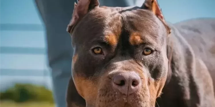 بريطانيا .. تقرر حظر هذه الكلاب بعد ارتكابها سلسلة من حوادث القتل