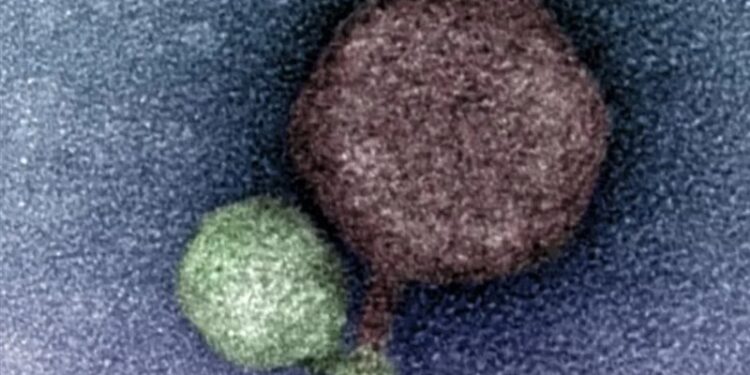 اكتشاف فيروس يشبه مصاص الدماء