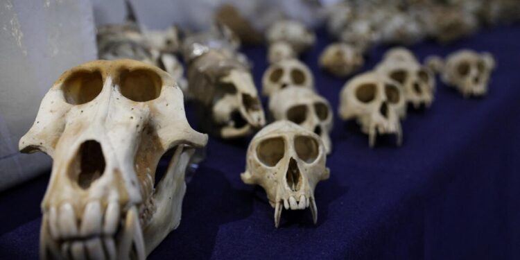 جامعة اسكتلندية “تعيـــد جماجم” إلى السكان الأصليين في تايوان