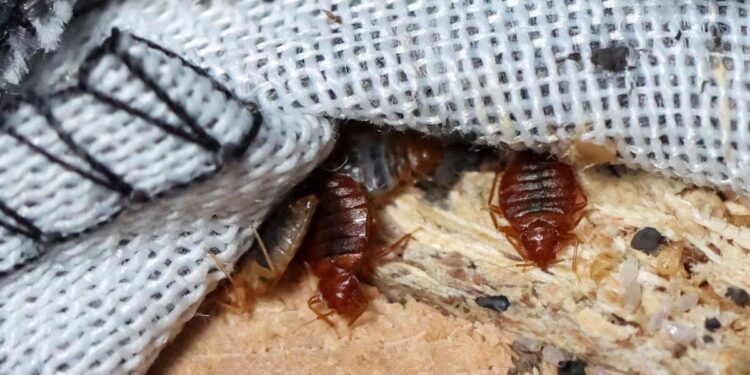 فرنسا .. “بق الفراش” يتسبب بوفاة رجل
