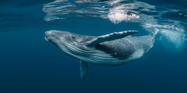 اجراء محادثة مع “حوت” استمرت 20 دقيقة