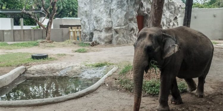 الفلبيين .. حداد بسبب موت آخر فيلة عن عمر 50 عاما