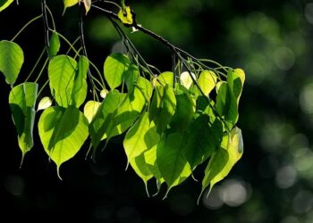 بالفيديو رصد لـــ “حديث النباتات” مع بعضها البعض