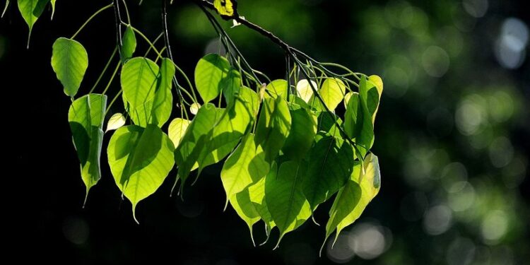 بالفيديو رصد لـــ “حديث النباتات” مع بعضها البعض