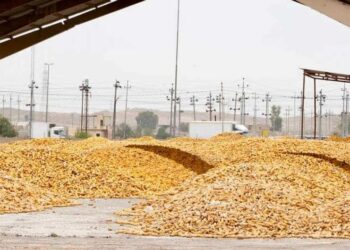 انتــــاج أكثر من 500 ألف طن من الذرة الصفراء في كركوك