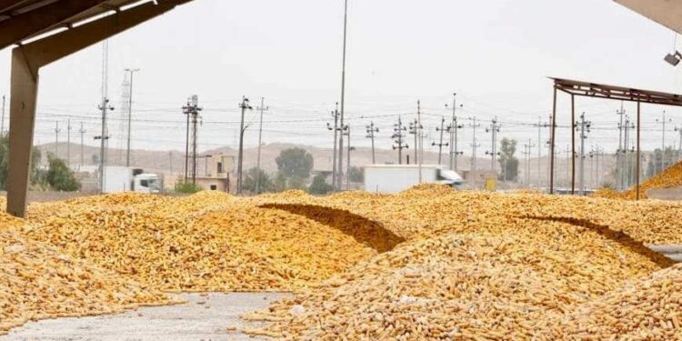 انتــــاج أكثر من 500 ألف طن من الذرة الصفراء في كركوك