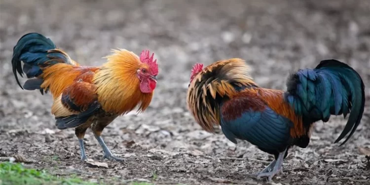 الهند .. اطعام الديـــوك فياجرا