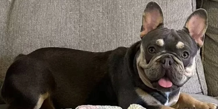 امريكيا .. عامل توصيل يسرق كلبا قيمته 4 آلاف $