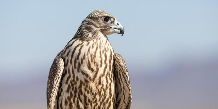 الرقم الأصعب في كأس العلا للصقور “إكسبو 2030” لدى المحترفين