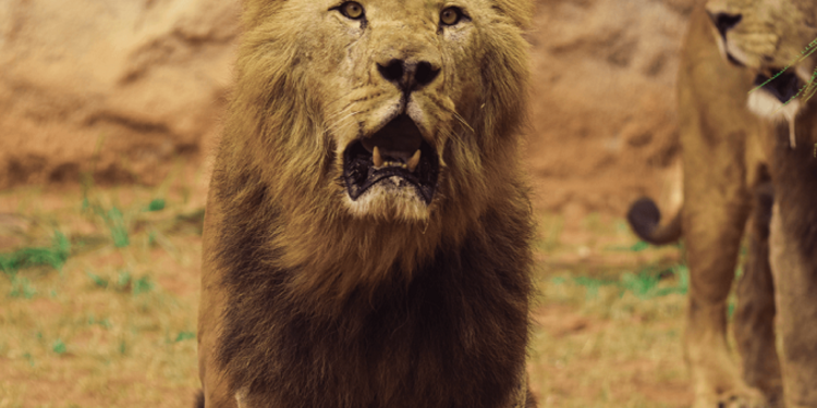 بعد فقدان أثره منذ عقود ,,, هل عاد “أسد الأطلس” للظهور في المغرب