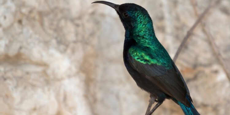 رمز وطني حاولت إسرائيل سرقته ولم تفلح ,,, “طائر الشمس الفلسطيني”