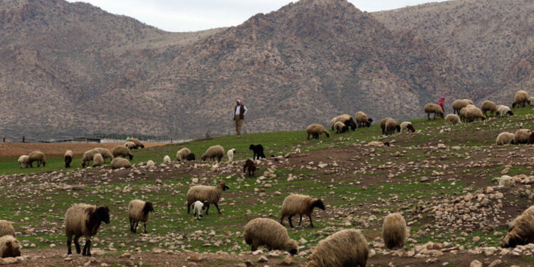 كردستان .. مقتل مراهق ونفوق 20 رأس غنم بانفجار لغم