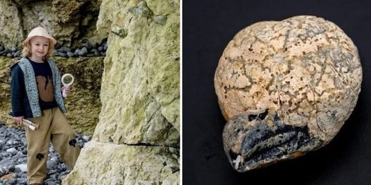 بريطانيا .. بسبب هواية غريبة طفل يعثر على حفرية عمرها (100 مليون عام)