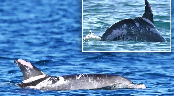 اكتشـــاف دولفين فريد من نوعه في العالم