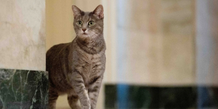 أشياء تفعلها قطة بايدن