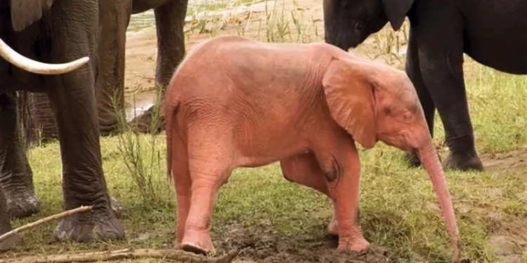 فيل وردي مصاب بحالة وراثية نادرة