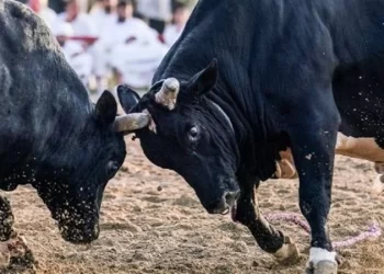 إجراء تجارب على الثيران لــ”كشف أسرار الخصوبة” عند الرجال