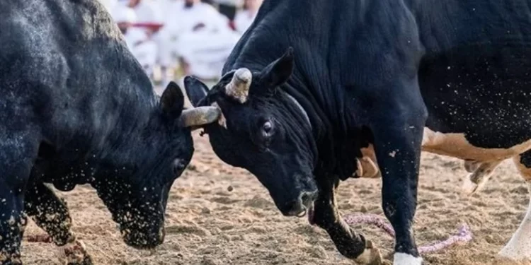 إجراء تجارب على الثيران لــ”كشف أسرار الخصوبة” عند الرجال