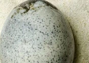 العثور على بيضة نادرة عمرها 1700 عام  ,, “سليمة”